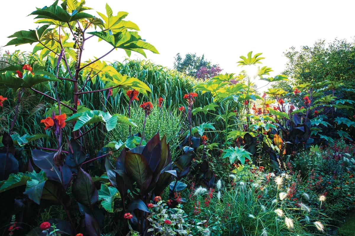 An exotic plant with tropical-like leaves fills the border of an experimental research garden in Germany.