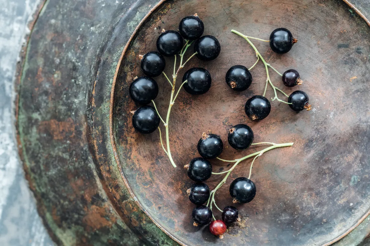 Still life portrait of fresh blackcurrants arranged on an antique metal plate with beautiful patina