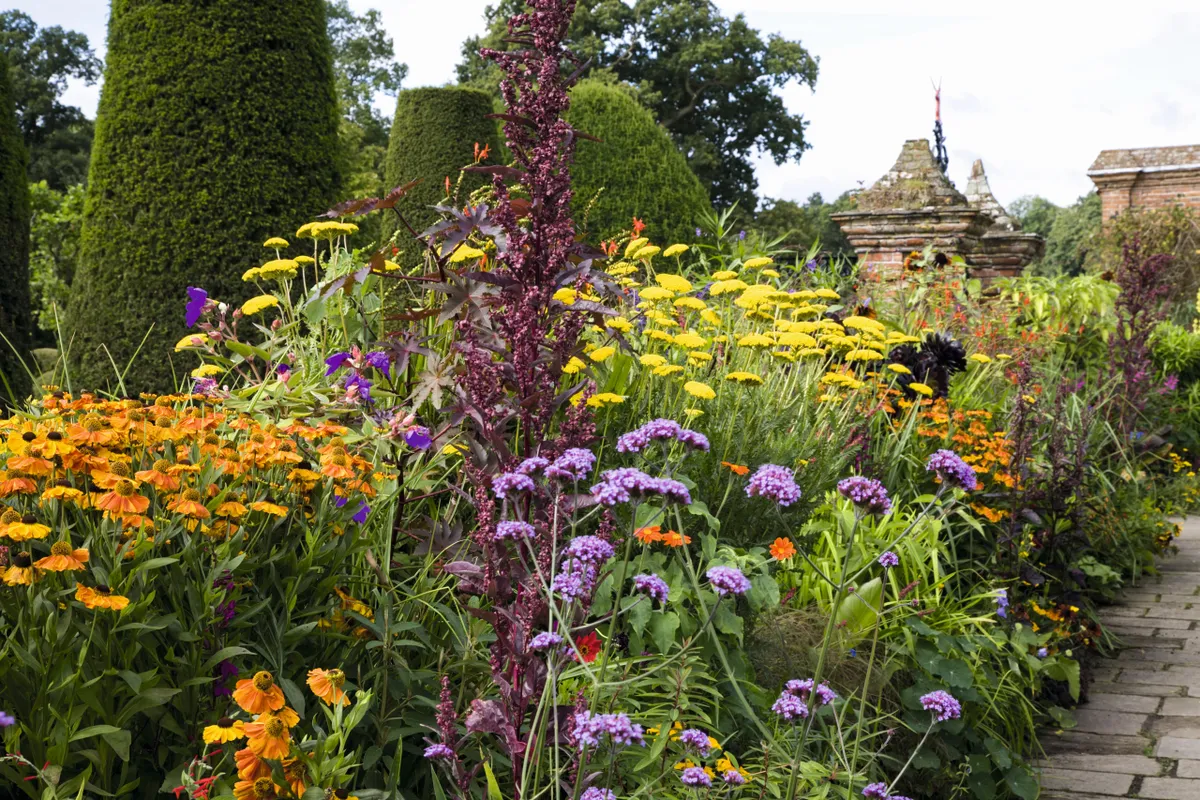Contemporary planting in bright oranges, yellows and purples sit alongside historic topiary at Packwood House gardens