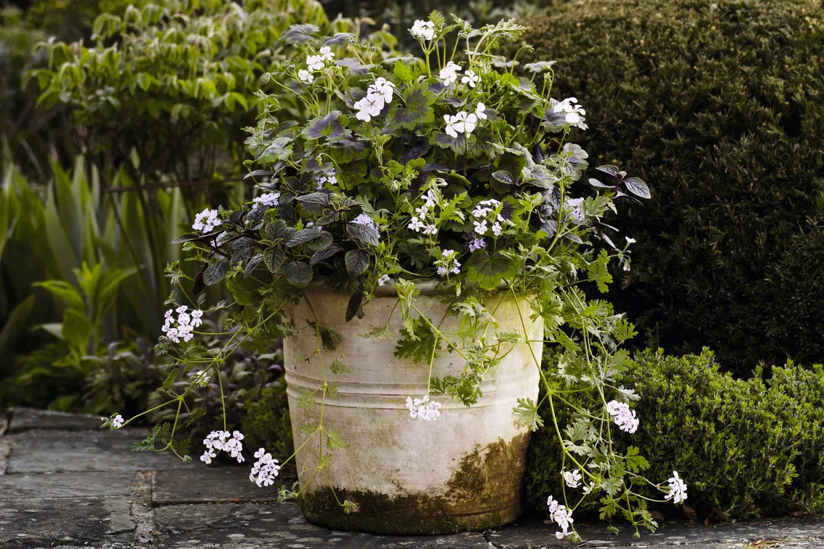A rustic white painted container with growing moss is planted with box and osmanthus