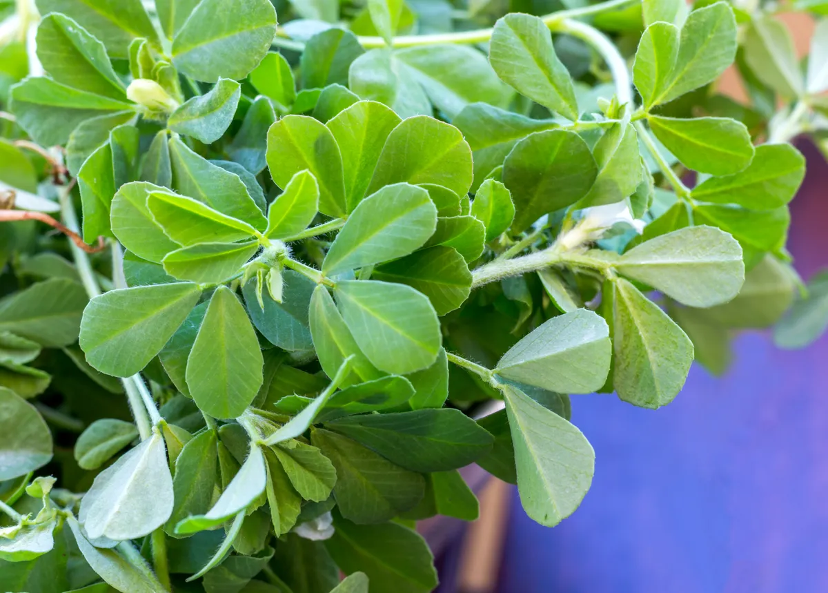 Raw Organic Fenugreek Methi Leaves plants. Fenugreek Micro Greens Close-Up Image.