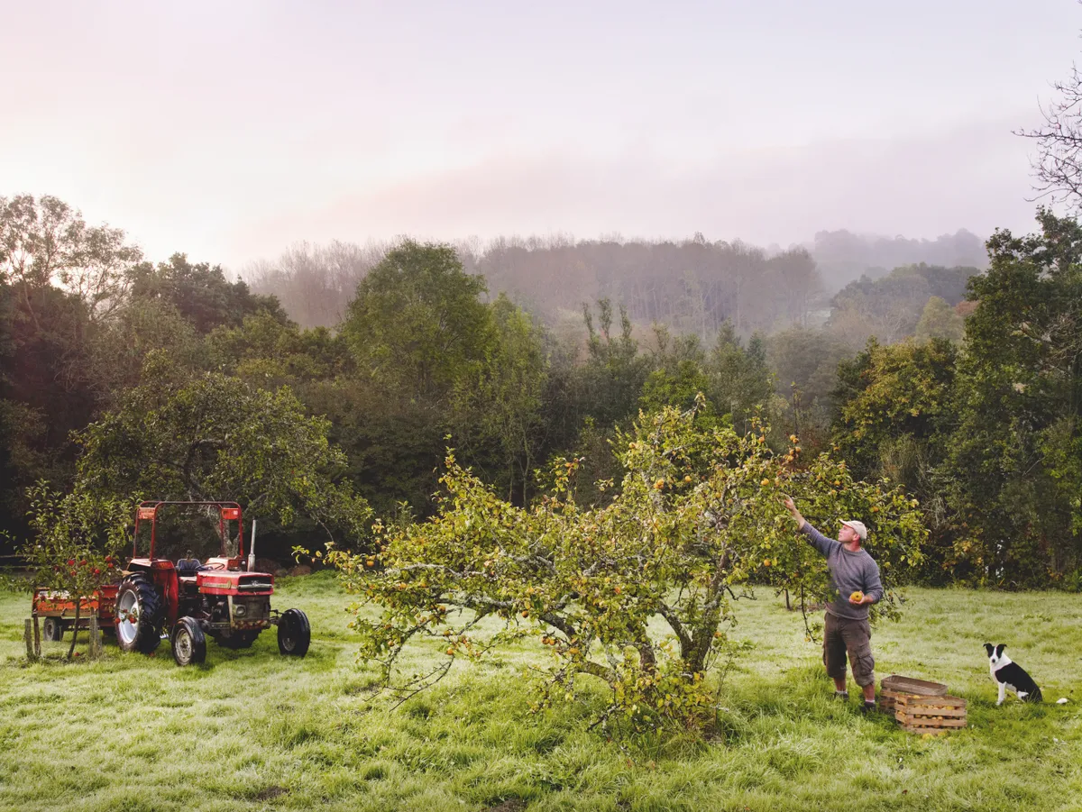 Gardener picks apples from a tree in a wild orchard accompanied by a sheepdog