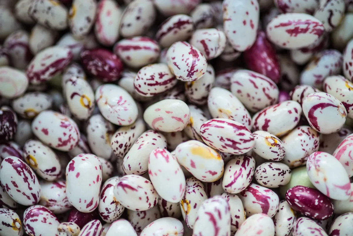 Borlotti Beans. Photo: Getty Images