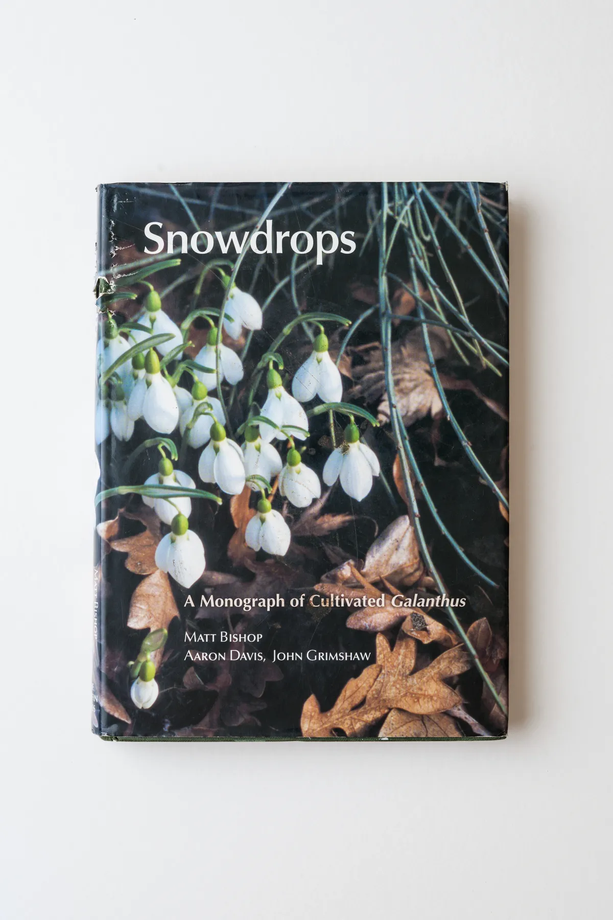 Snowdrops : A Monograph of Cultivated Galanthus