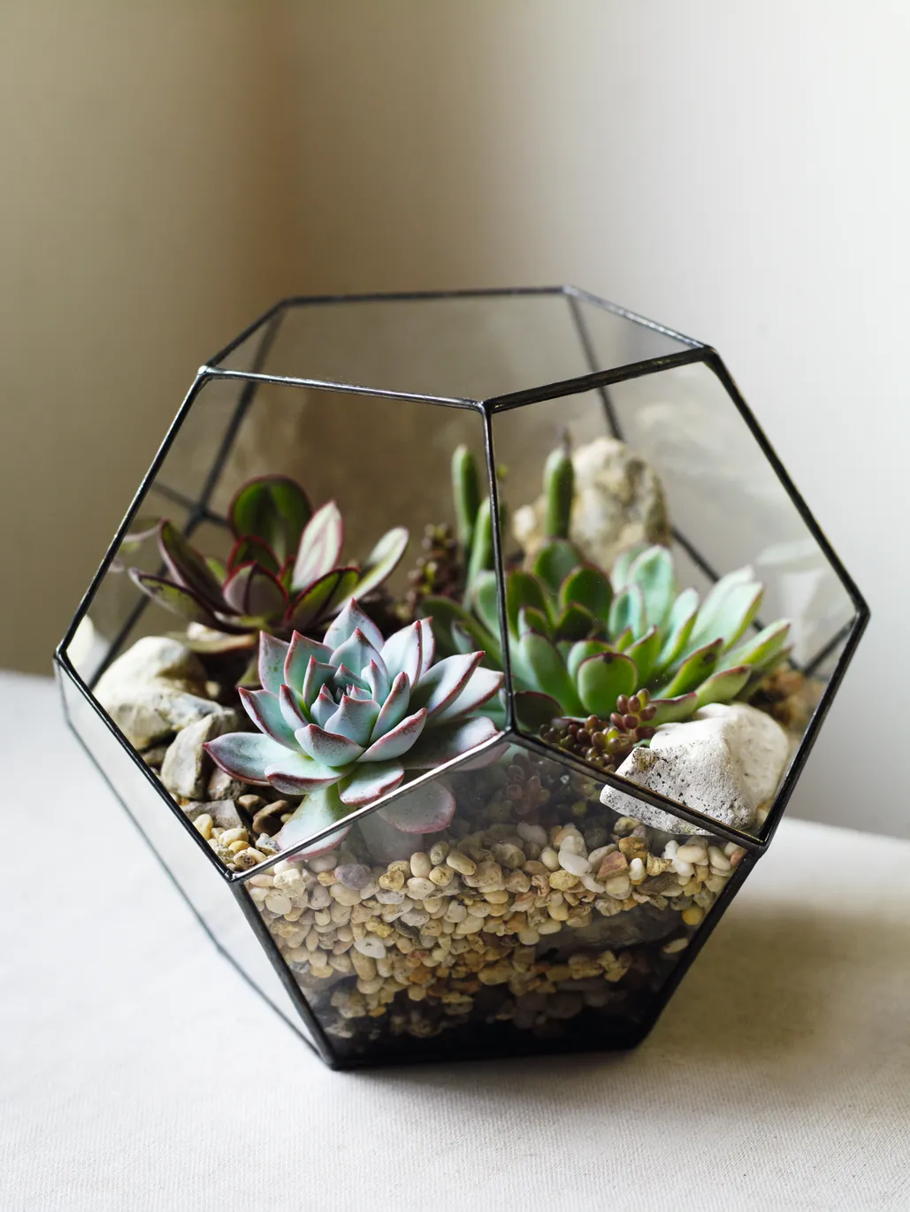 How to plant a terrarium - Gardens Illustrated