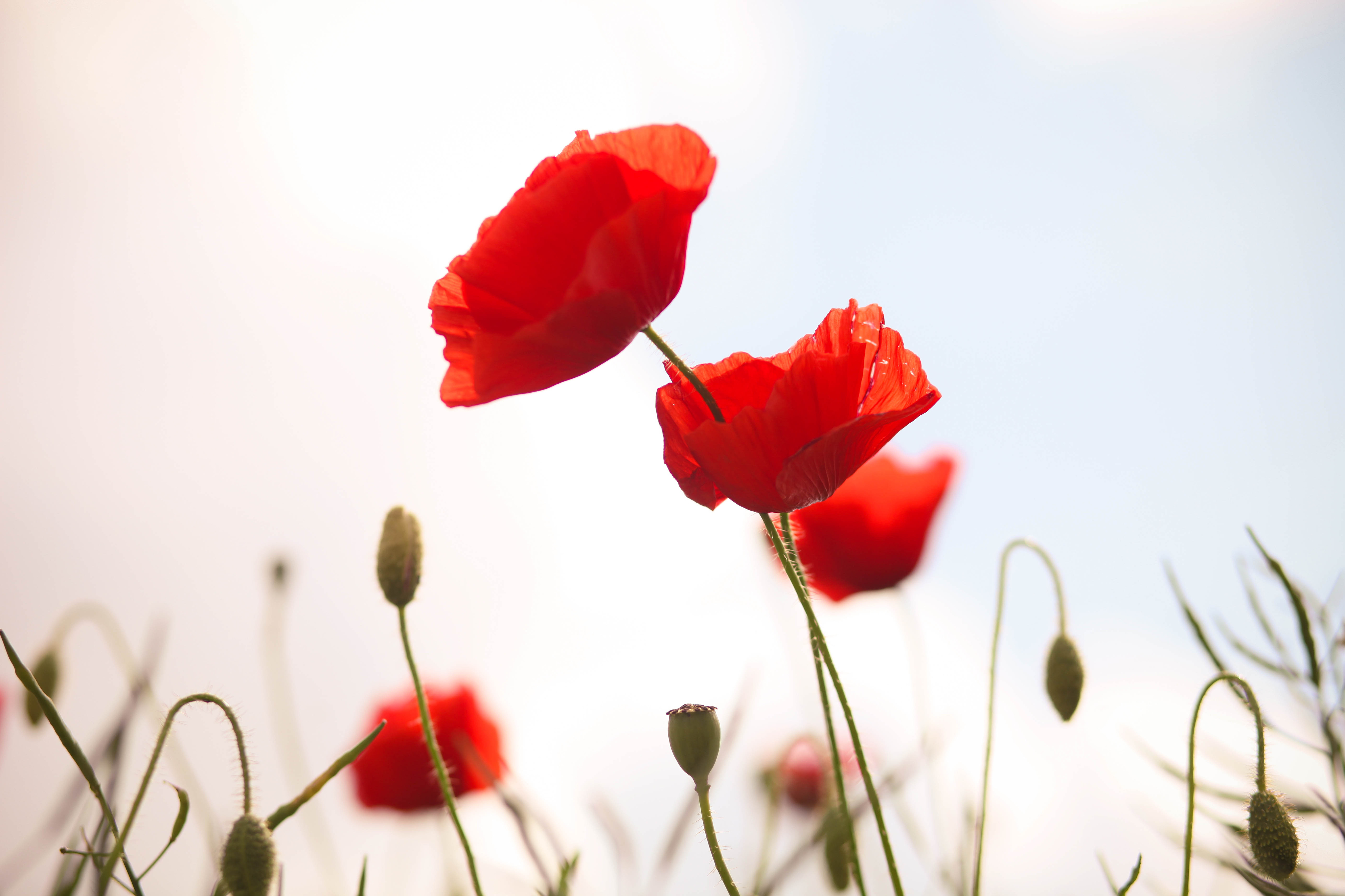 20 Captivating Facts About Oriental Poppy 