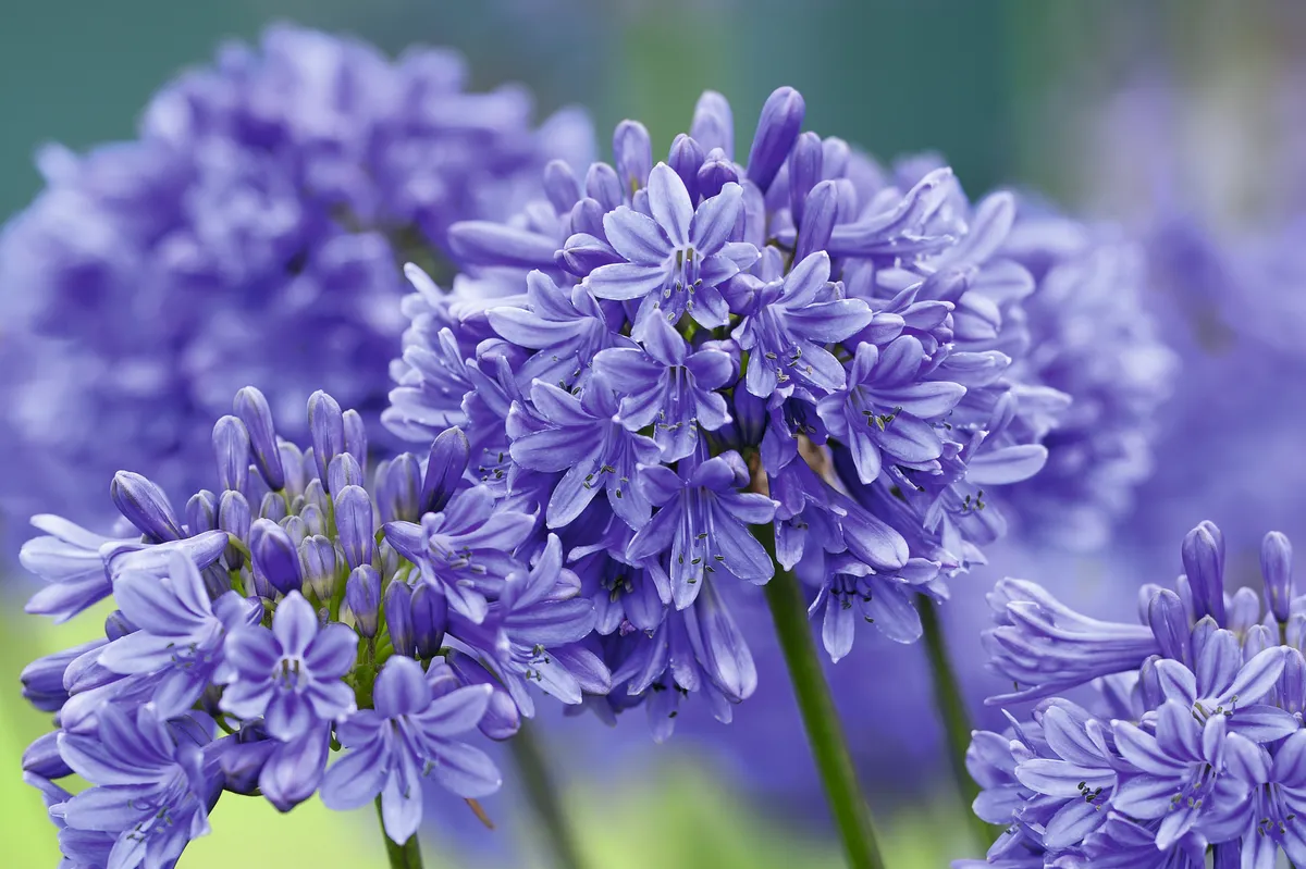 Agapanthus 'Bray Valley'