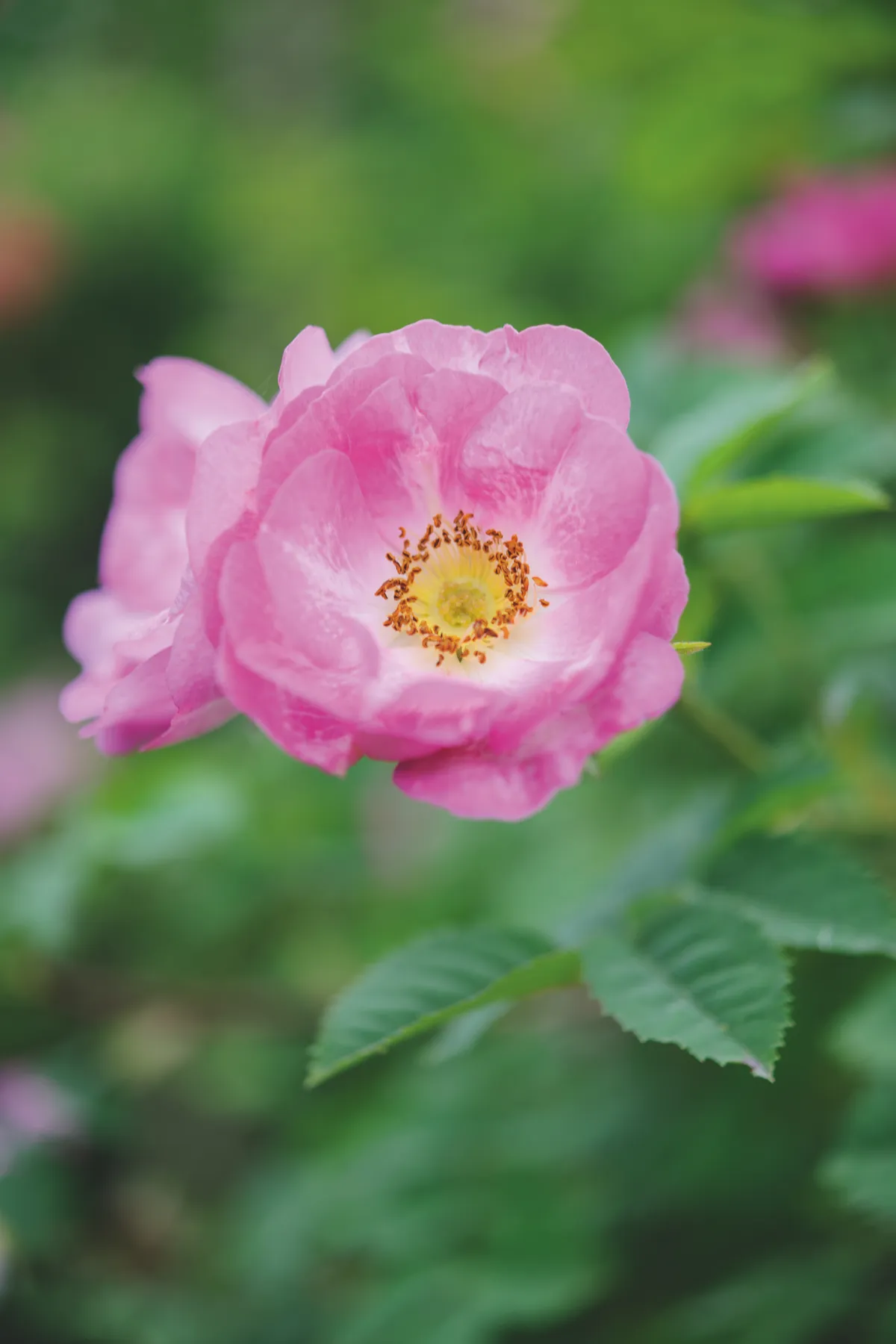 Wild rose Rosa 'Janet's Pride'