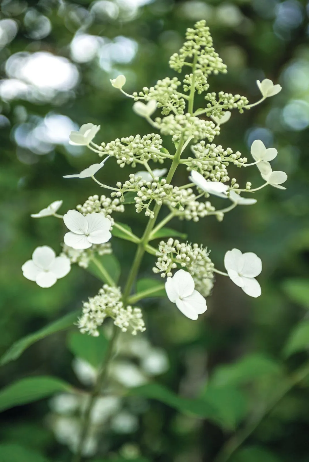 Hydrangea Paniculata 'Kyushu' is an upright deciduous shrub with slightly glossy ovate leaves and creamy-white sterile florets