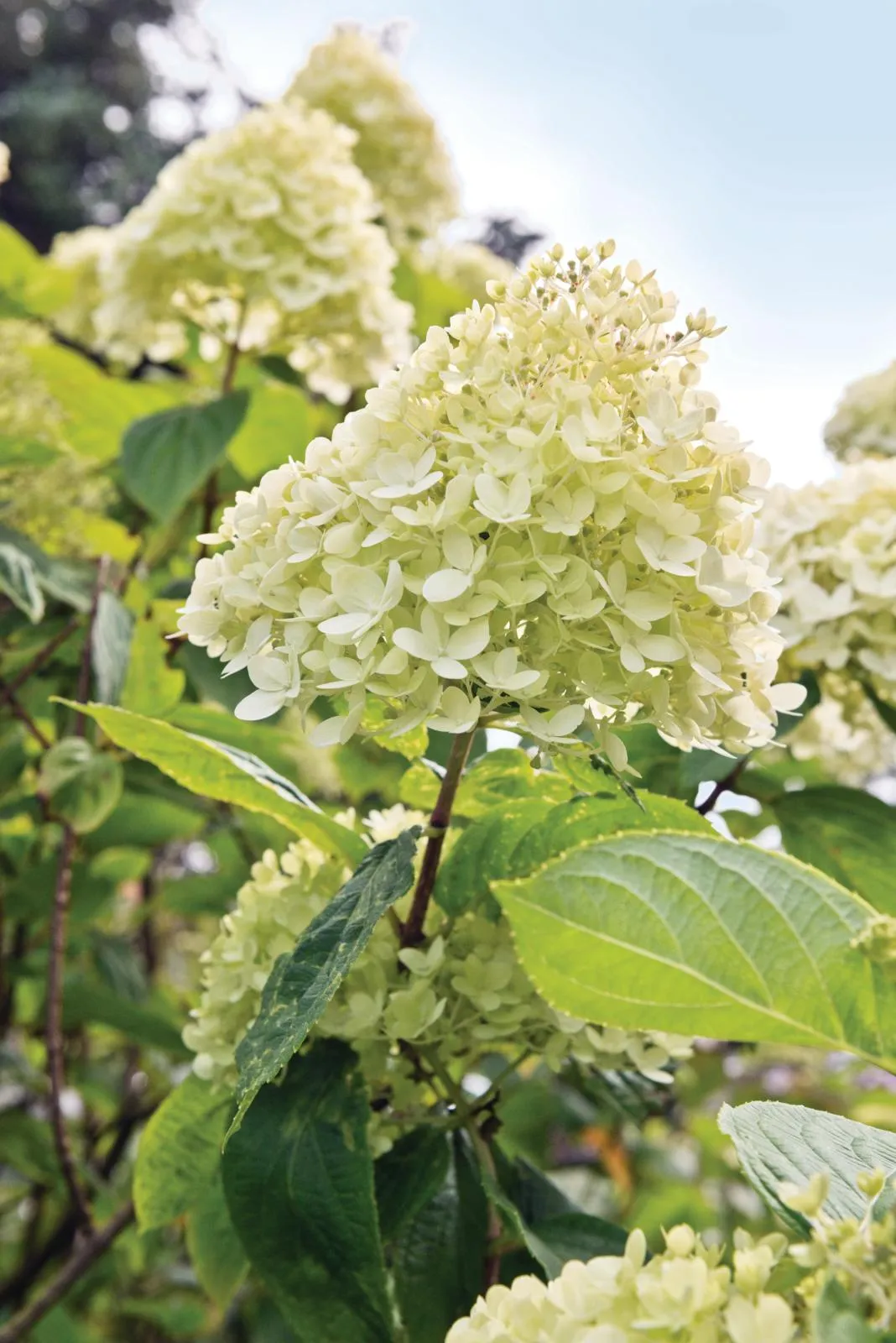 Hydrangea paniculata ‘Limelight' has is an upright variation with large conical heads of sterile florets in soft, lime-green, becoming white and eventually green flushed pink.