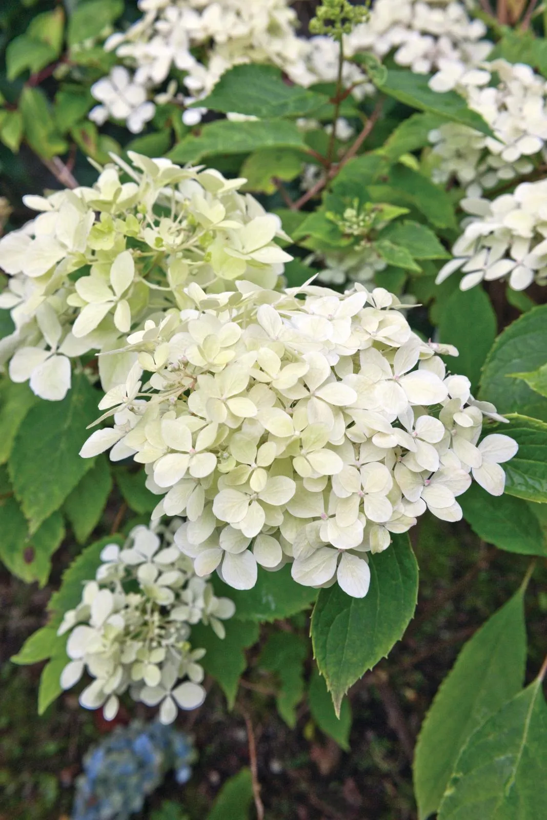 Hydrangea paniculata ‘Phantom’ is strong with upright stems bearing large heads of mostly white, sterile florets.
