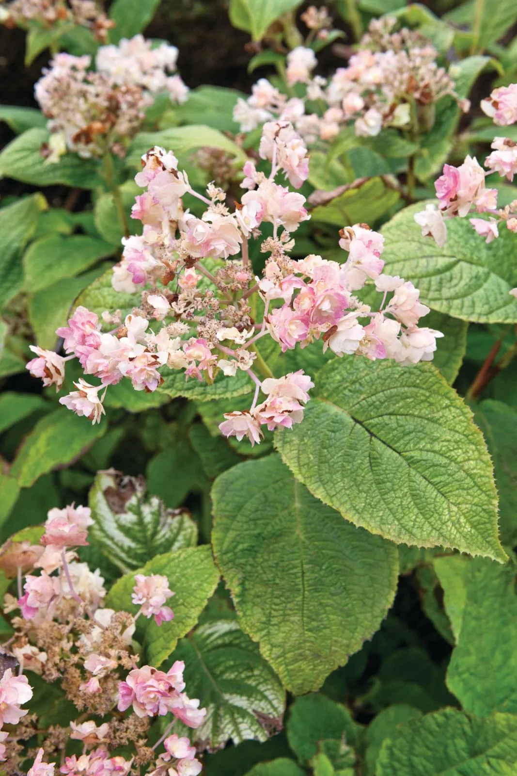 Hydrangea involucrata ‘Hortensis’ is a lovely, low-growing shrub with branched stems and soft-green leaves with loose heads of pinkish, fertile florets and double creamy-pink,