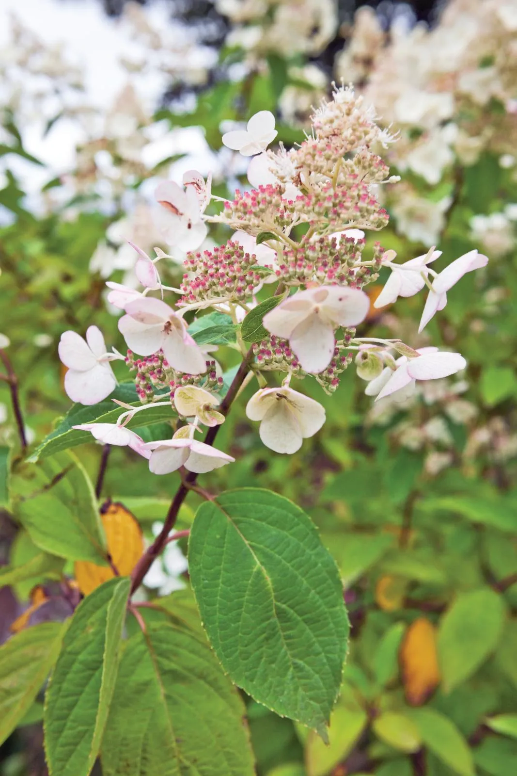 Hydrangea paniculata ‘Greenspire’ has upright stems carrying lacy cones of tiny, fertile flowers studded with large, sterile ones, green at first then becoming pink