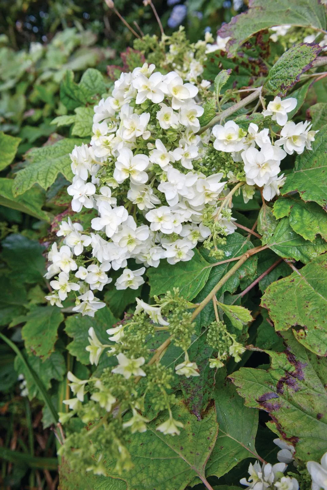 Hydrangea quercifolia Snowflake (= ‘Brido’) with arching branches carry large, conical heads of double, sterile florets, opening creamy-white, blushing pink.