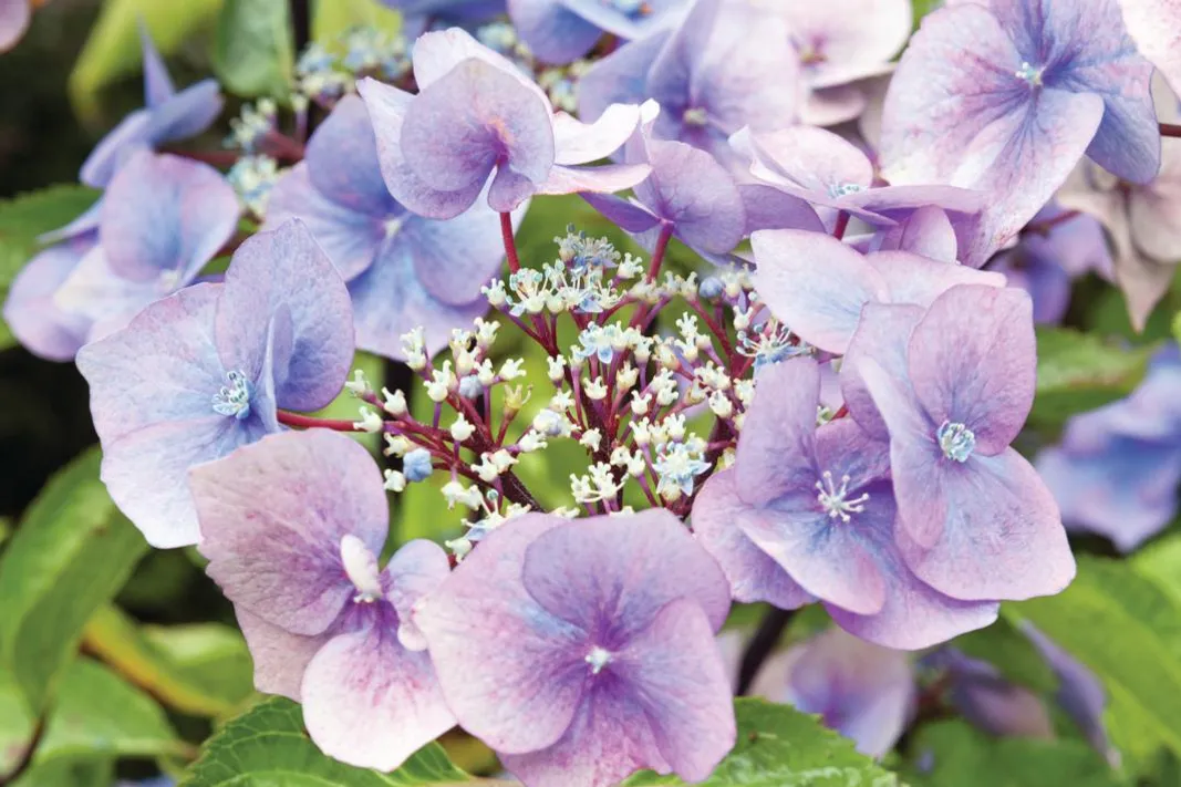 Hydrangea macrophylla ‘Zorro’ has purple-black upright stems with widely spaced, dark-green leaves.