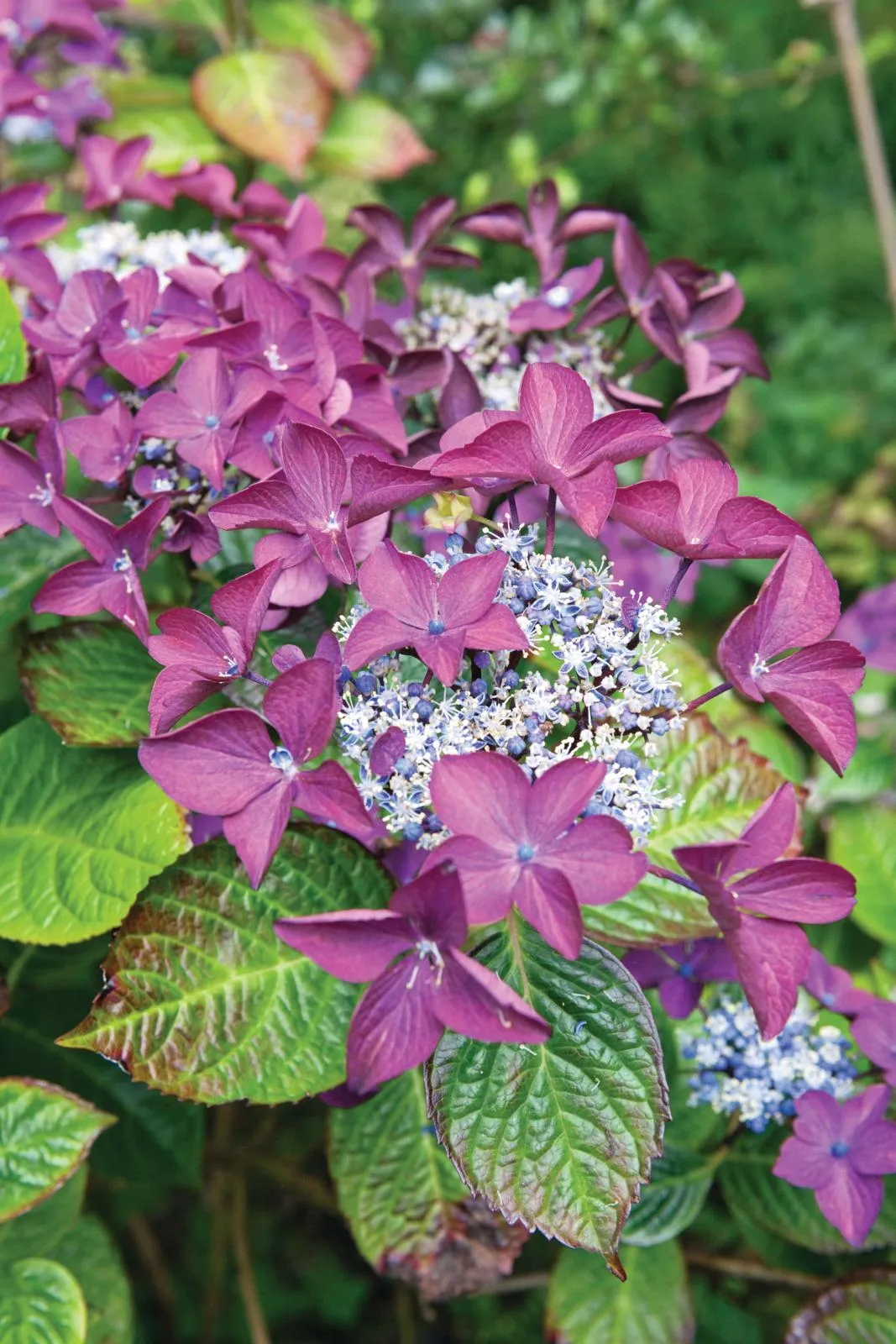 Hydrangea macrophylla ‘Rotschwanz’ is a striking lacecap hydrangea with dark-green leaves flushed red.