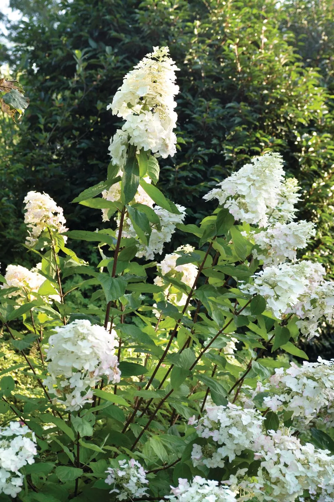 Tall and strong, Hydrangea Paniculata 'Unique' has large round cones of mostly sterile florets, creamy-white flushing purple-pink, then green.