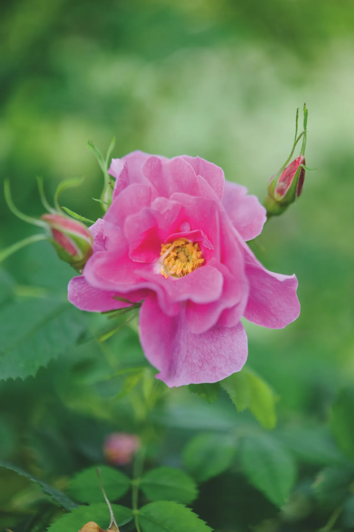 Wild rose R. nutana 'Plena'