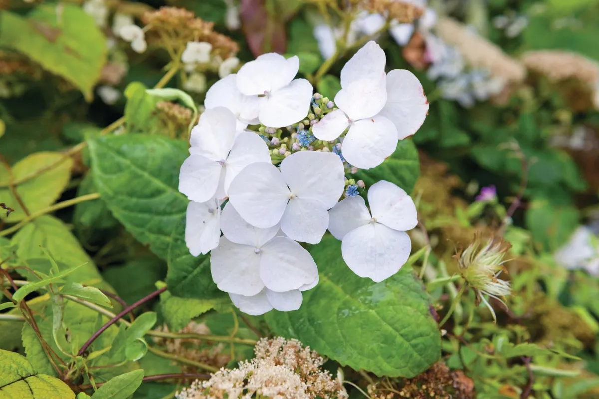 Hydrangea macrophylla ‘Veitchii’ is a small, bushy lacecap hydrangea with blueish fertile flowers and large, white, sterile florets that turn pink as they age