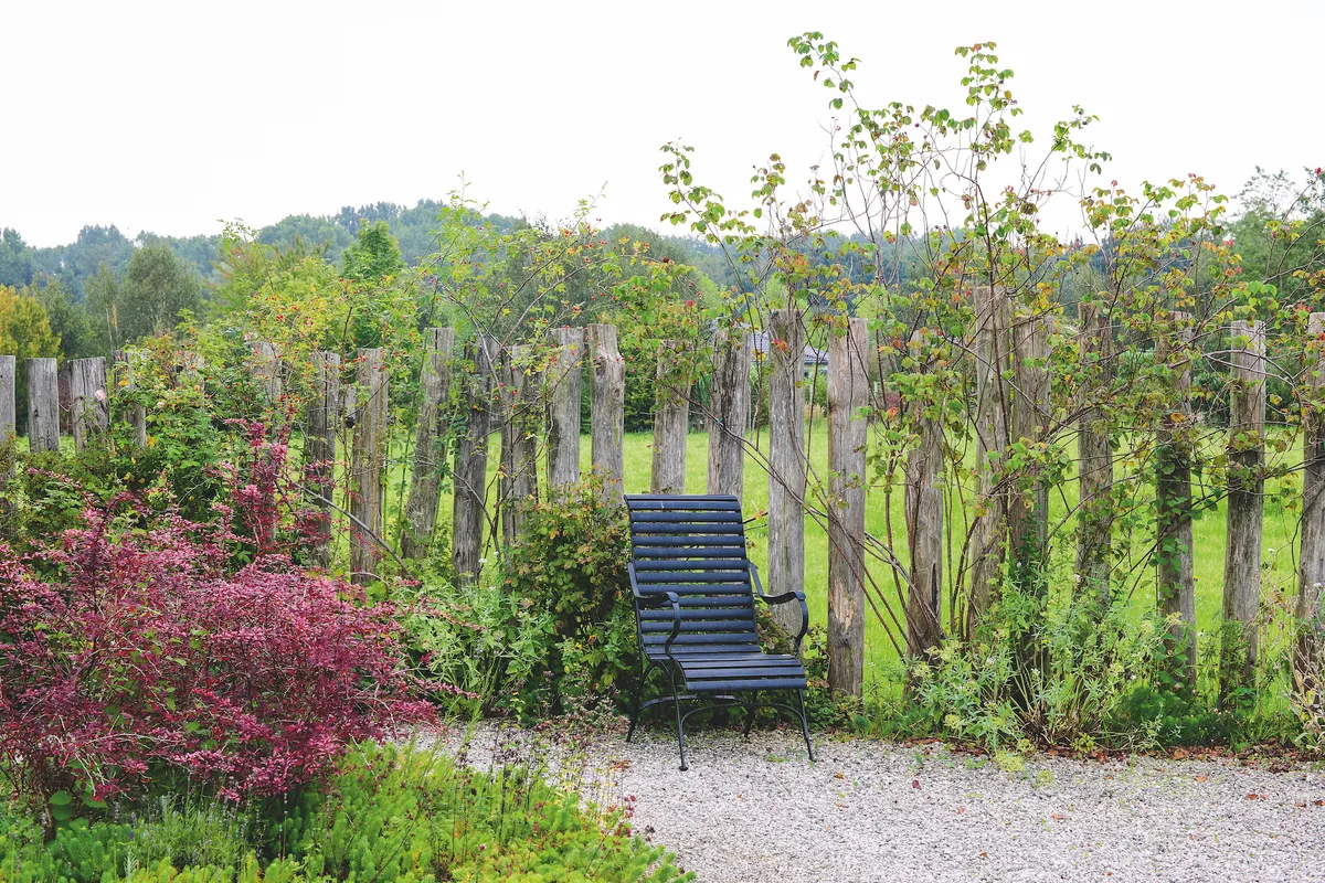 A natural panelled fence supporting young trees. A backdrop to the seating area