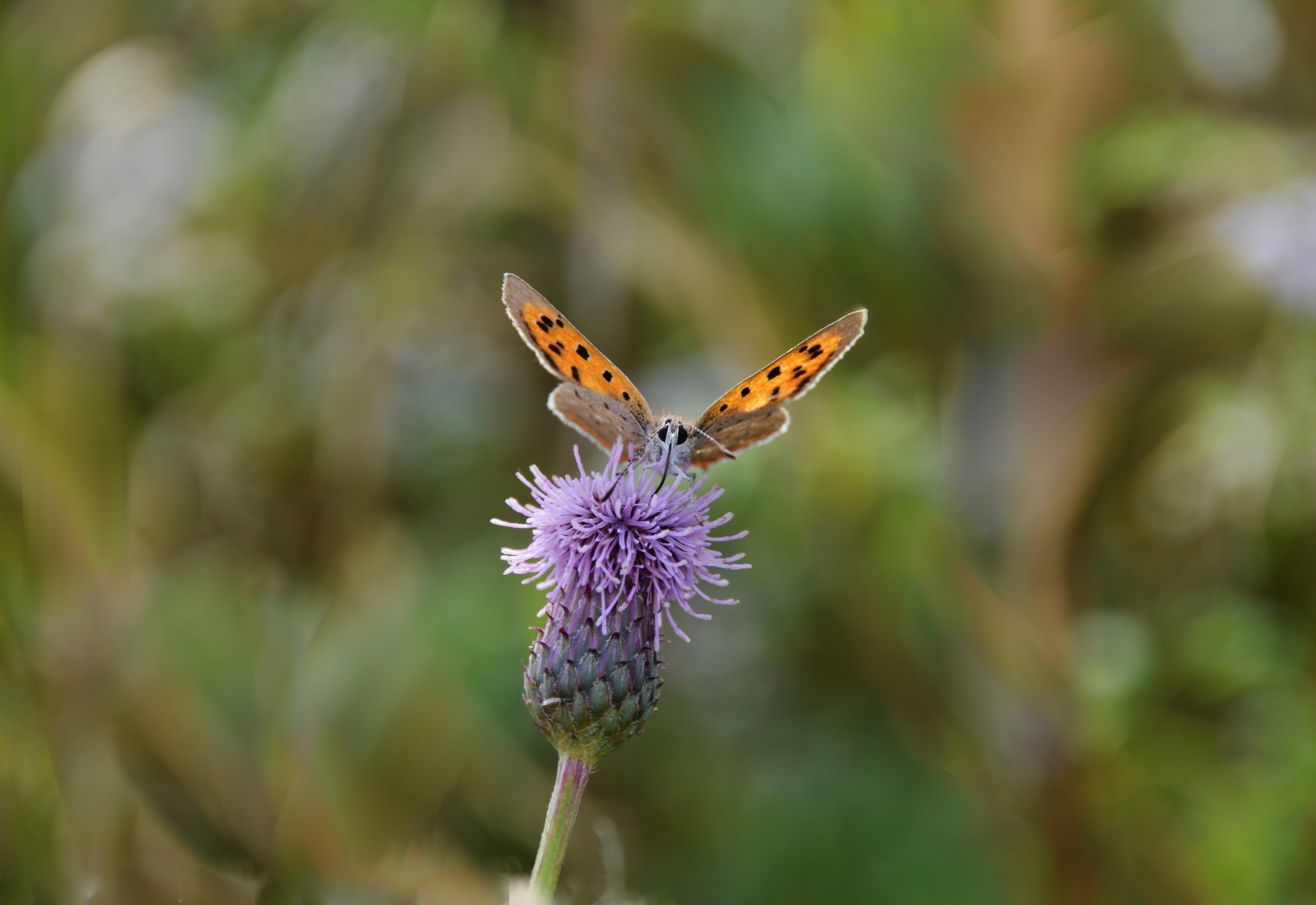 Simple and effective ways to attract wildlife to your garden
