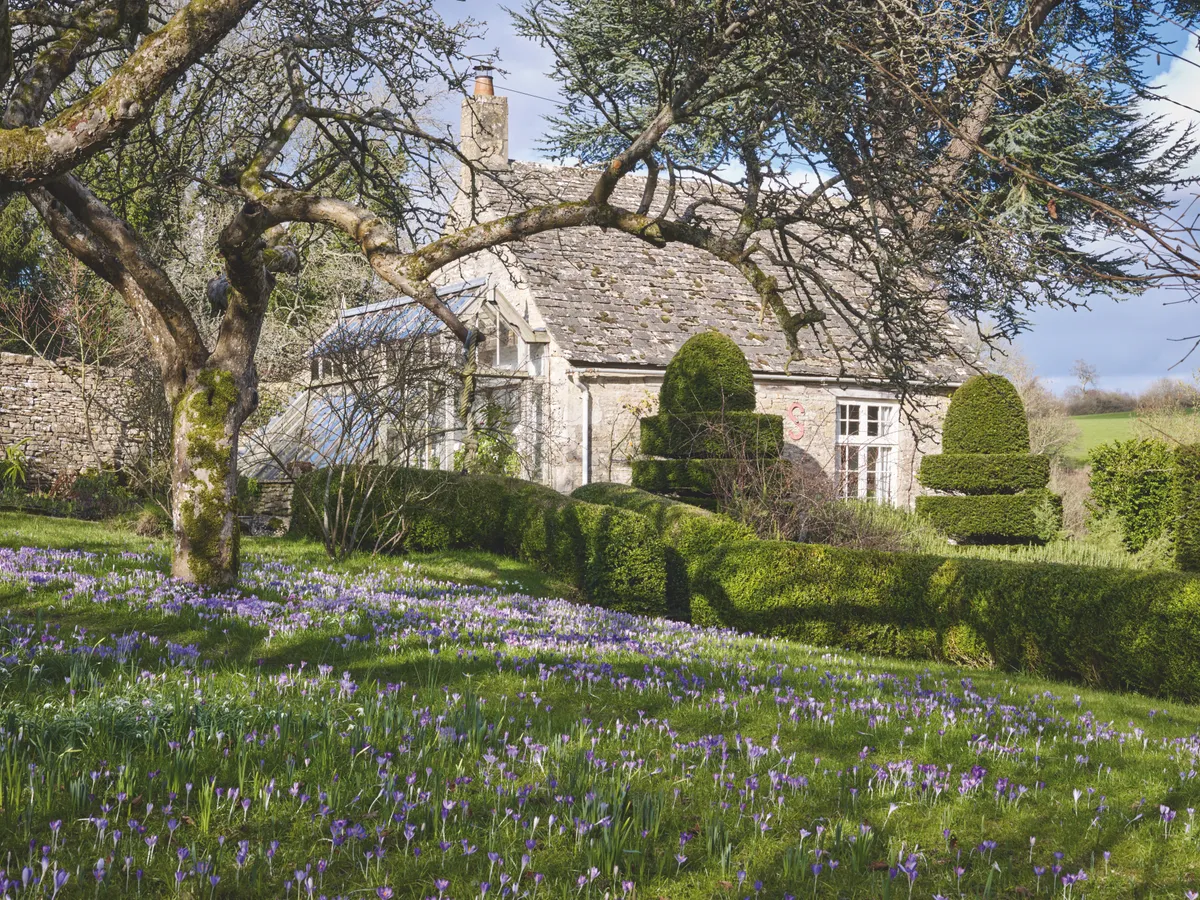 Naturalised crocus planted in a lawn under a mature tree framing a typical Cotswold house in the distance