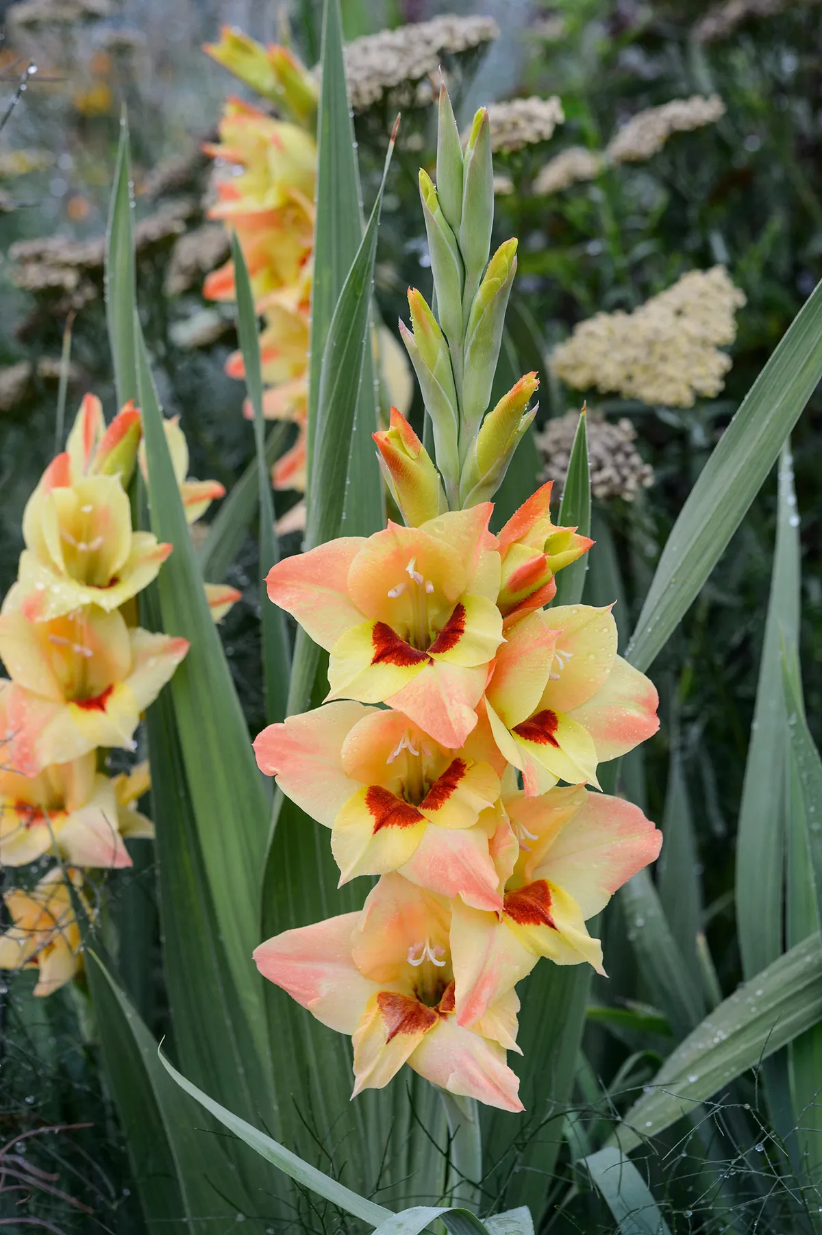 Gladiolus 'Sylvia'
