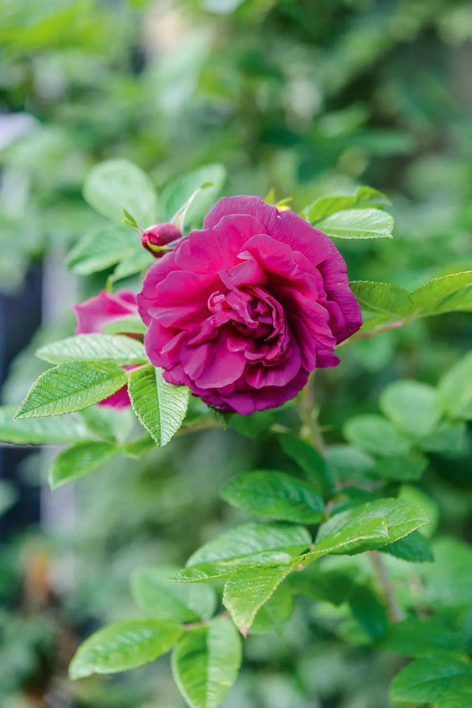 Rosa ‘Roseraie de l’Haÿ’