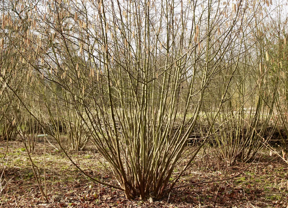 Winter hazel, five years after coppicing