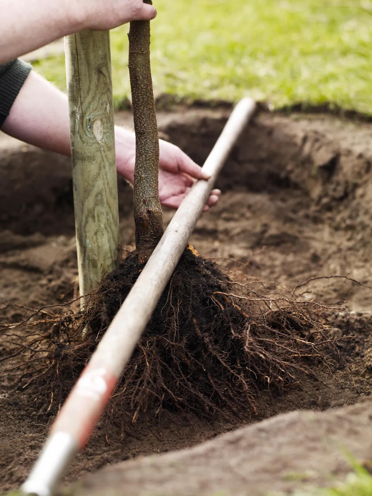 Use a straight edge across the pit to  make sure of the correct planting level.