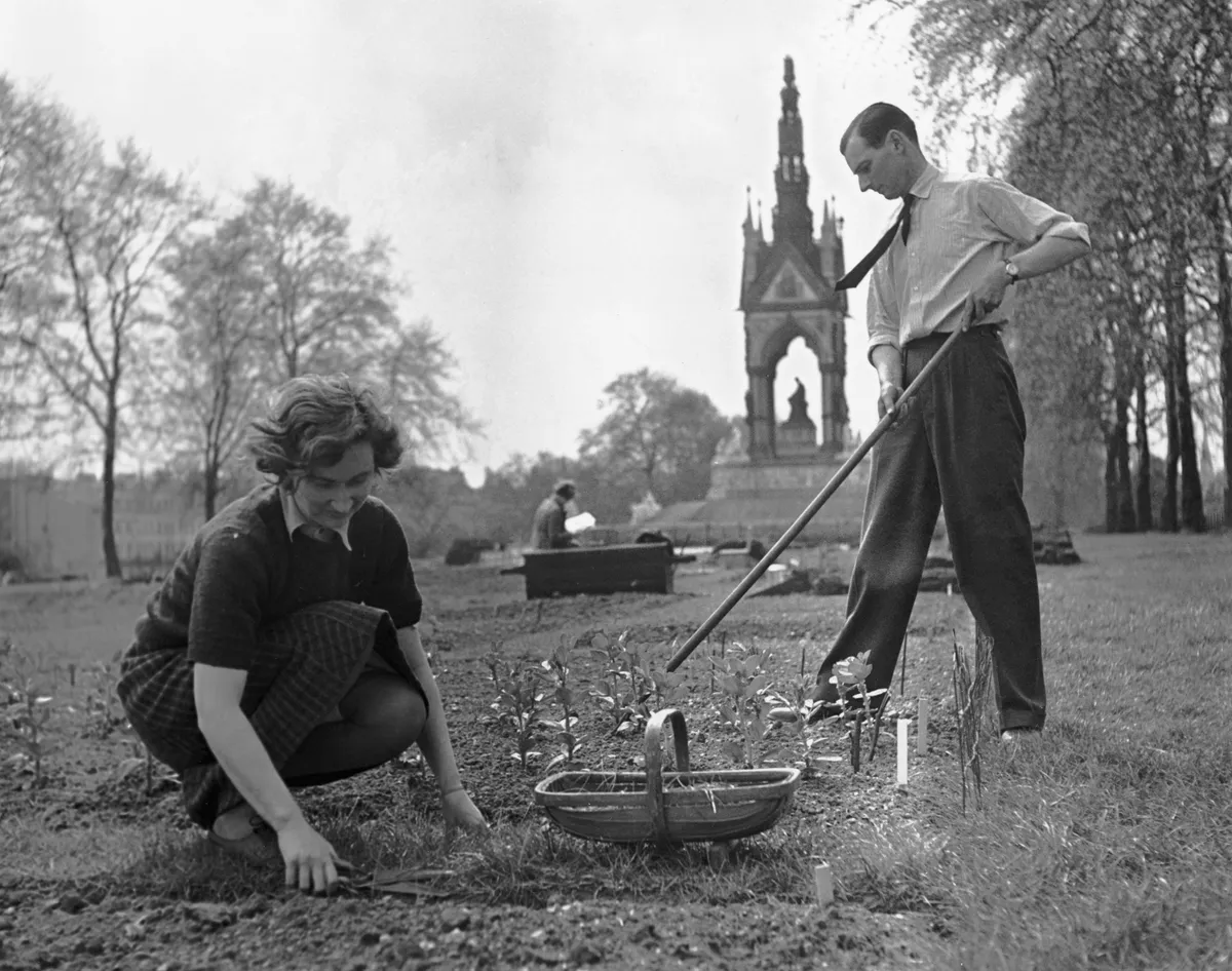 Tending allotments, Hyde Park, London, Second World War, 18 May 1941.