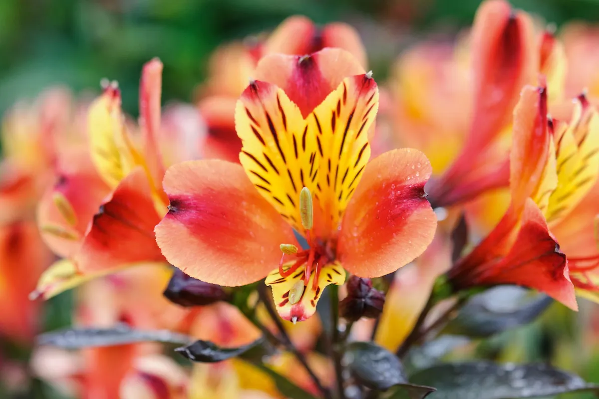The best October flowers: Alstroemeria Indian Summer (= ‘Tesronto’)