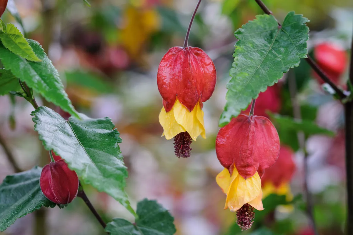 The best October flowers: Abutilon megapotamicum ‘Wakehurst’
