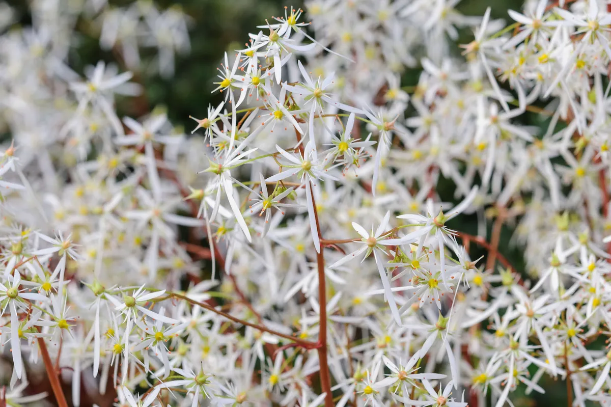 The best October flowers: Saxifraga ‘Rubrifolia’