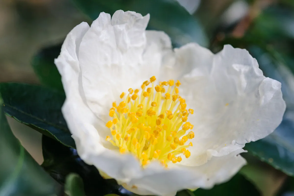 The best October flowers: Camellia sasanqua ‘Narumigata’