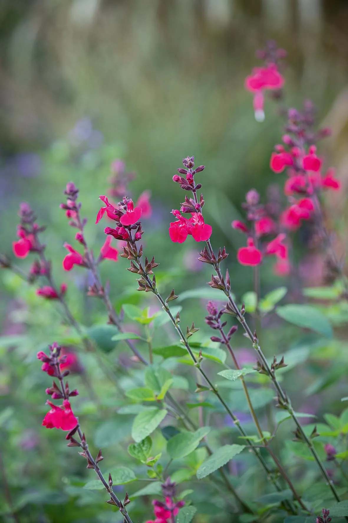 Salvia Pink Pong, Perennial