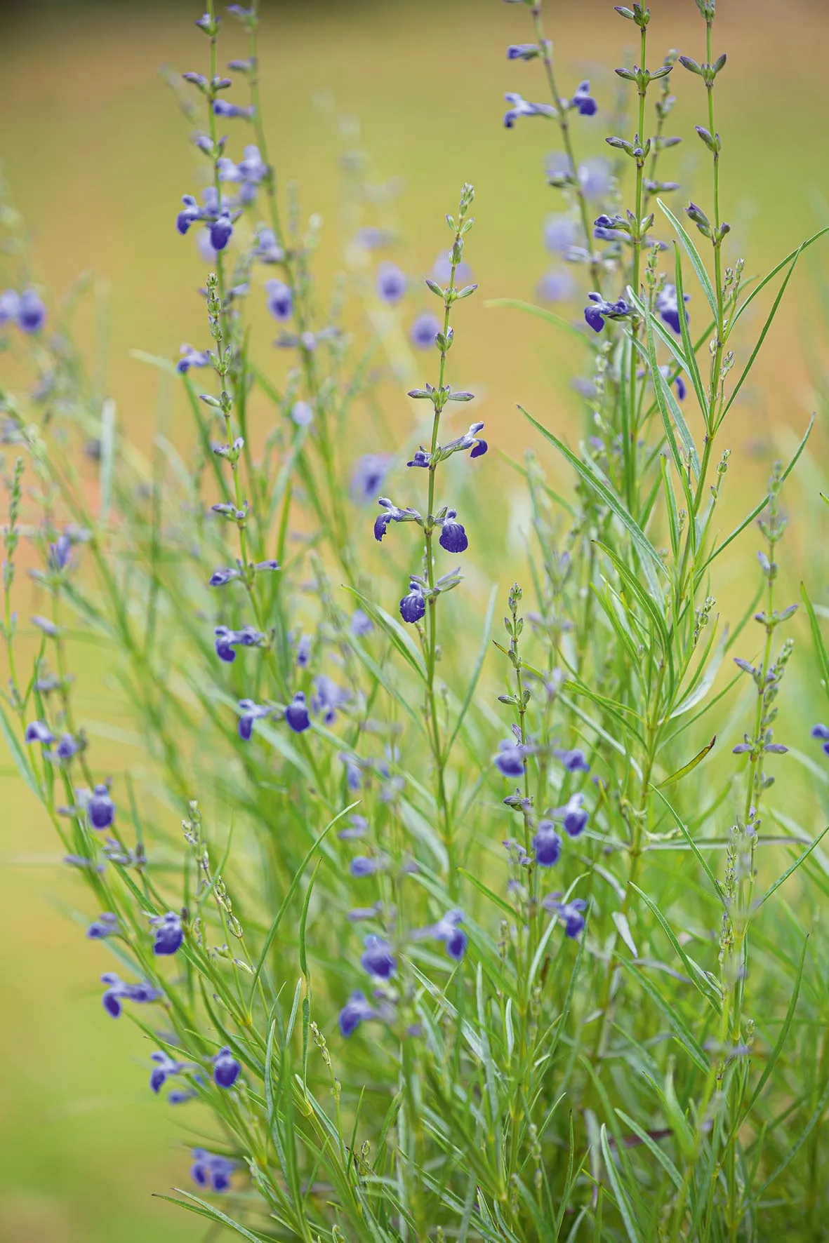 Salvia reptans ‘Texan Blue’