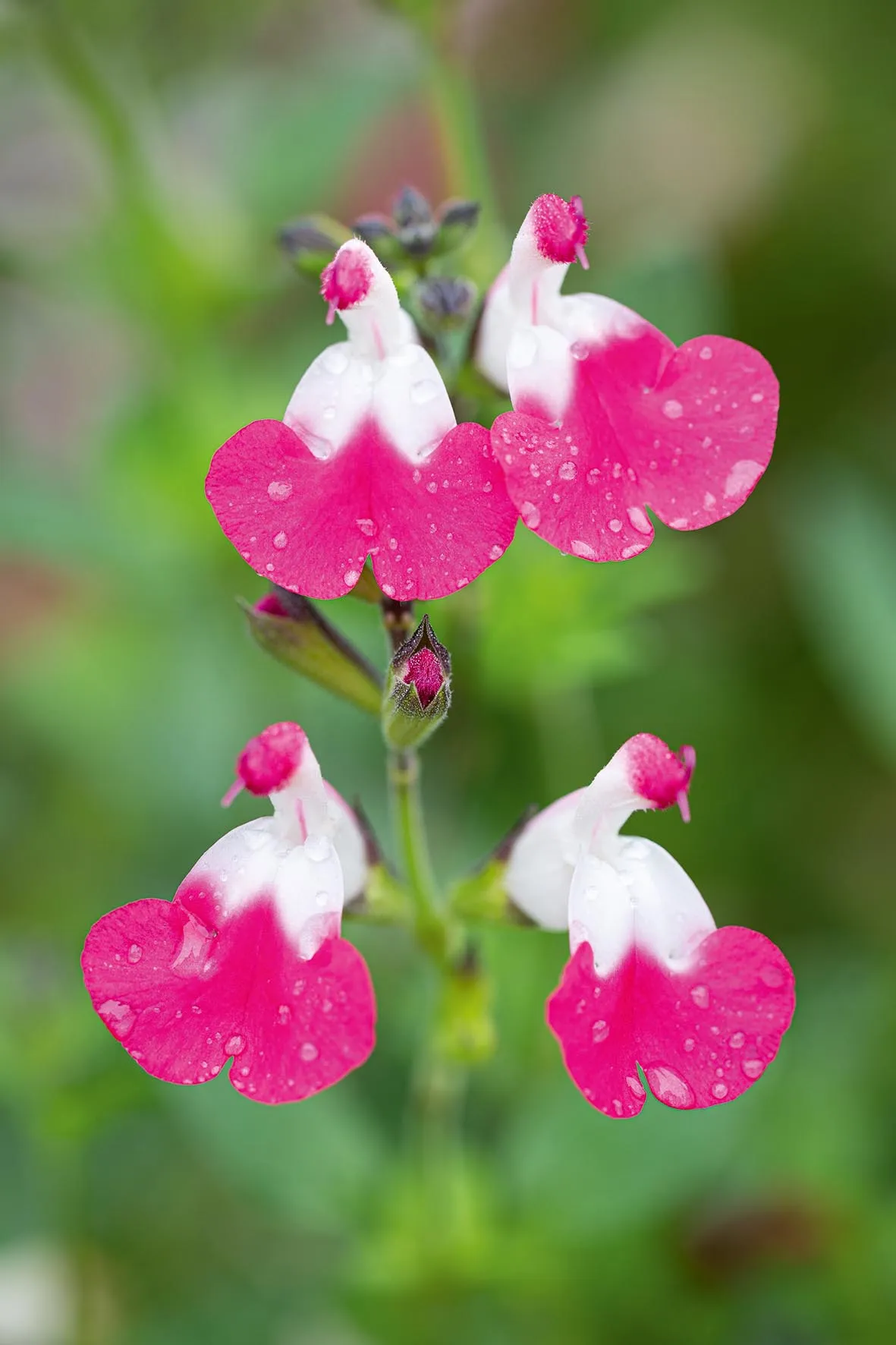 Salvia Pink Lips (Jeremy), Salvia x jamensis 'Pink Lips'