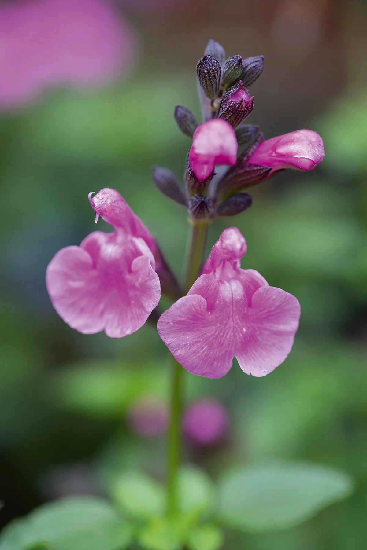 Salvia 'Flower Child', Perennial