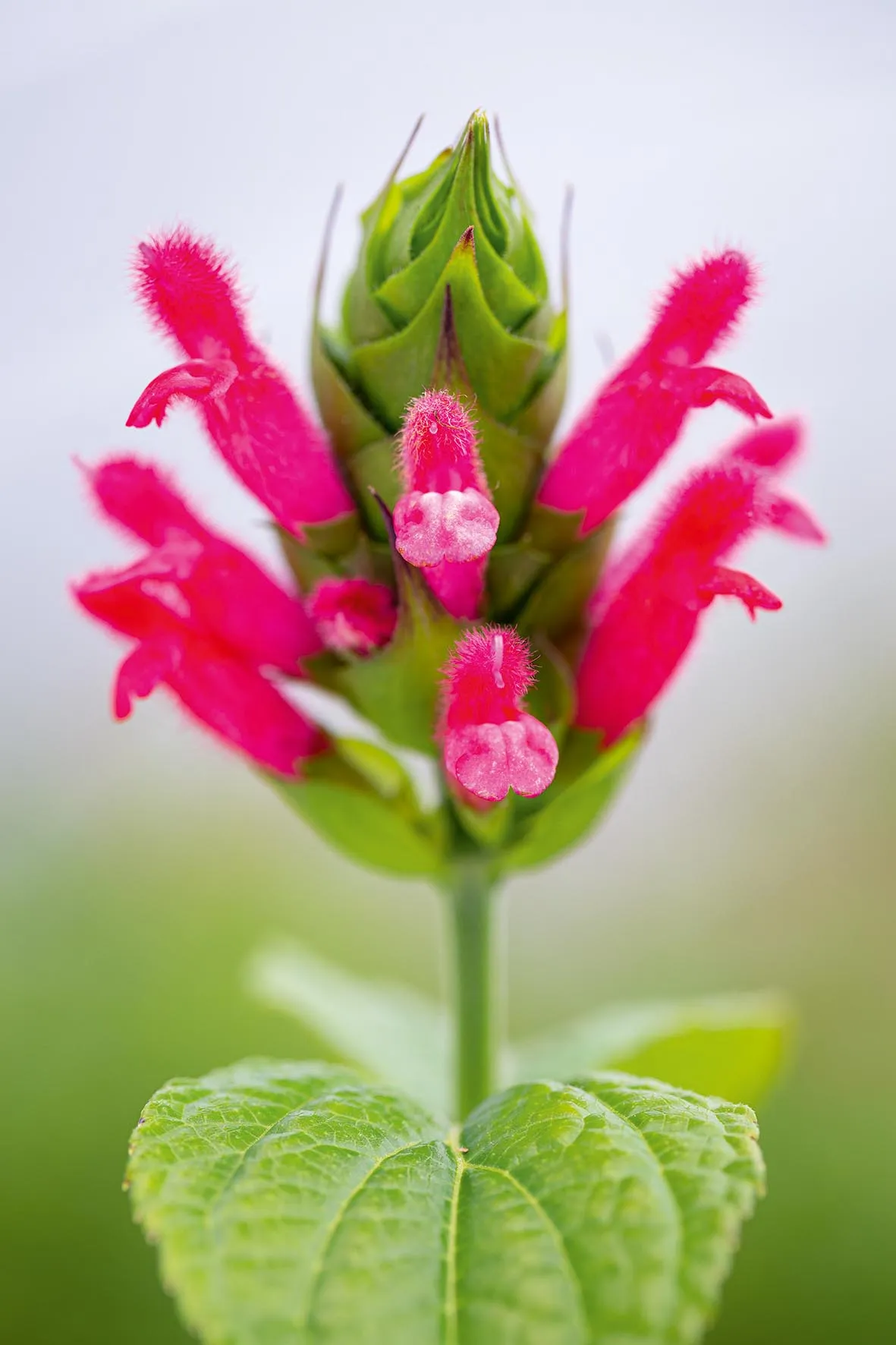 Salvia oxyphora, fuzzy Bolivian sage, Perennial