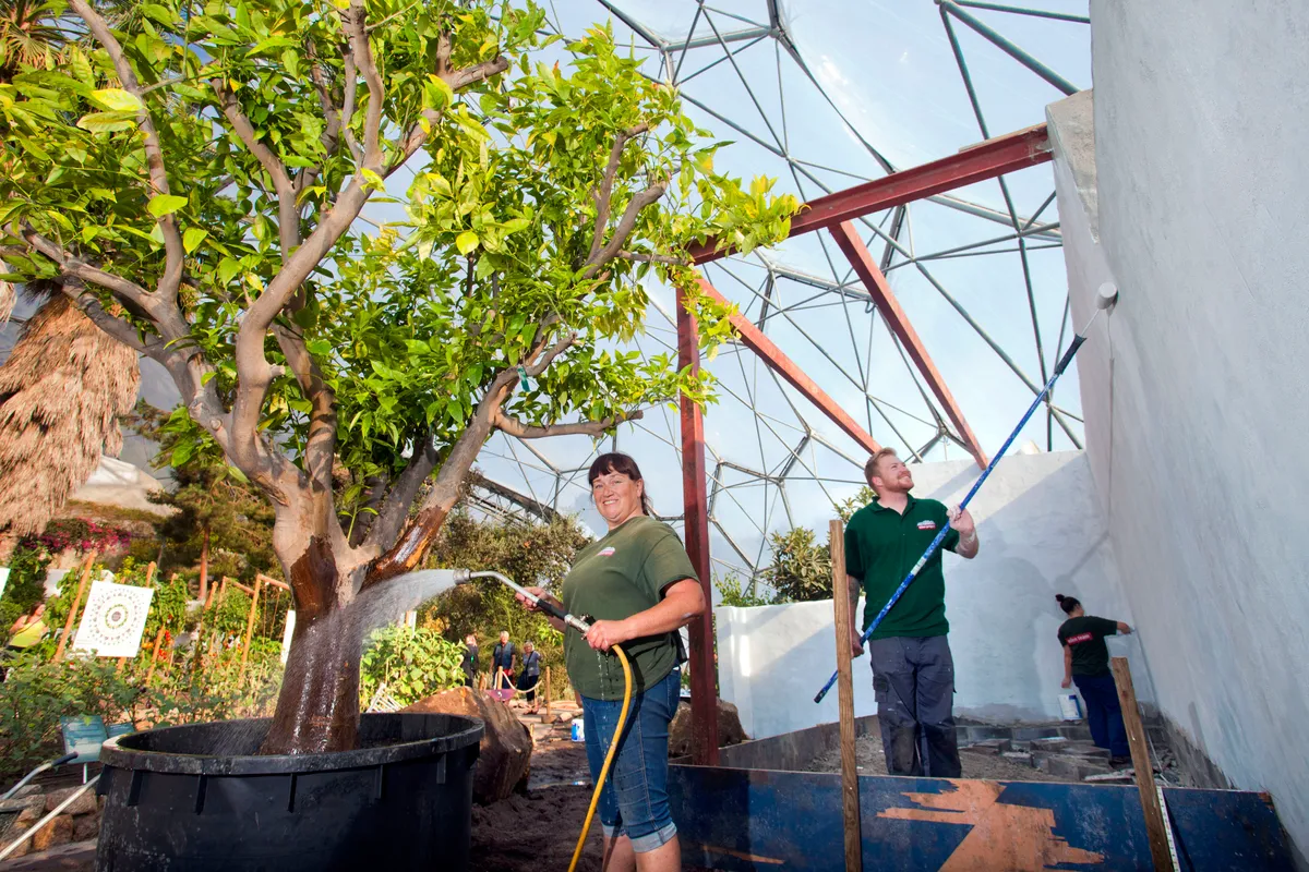 Tree re-planting at the Eden Project, Cornwall.