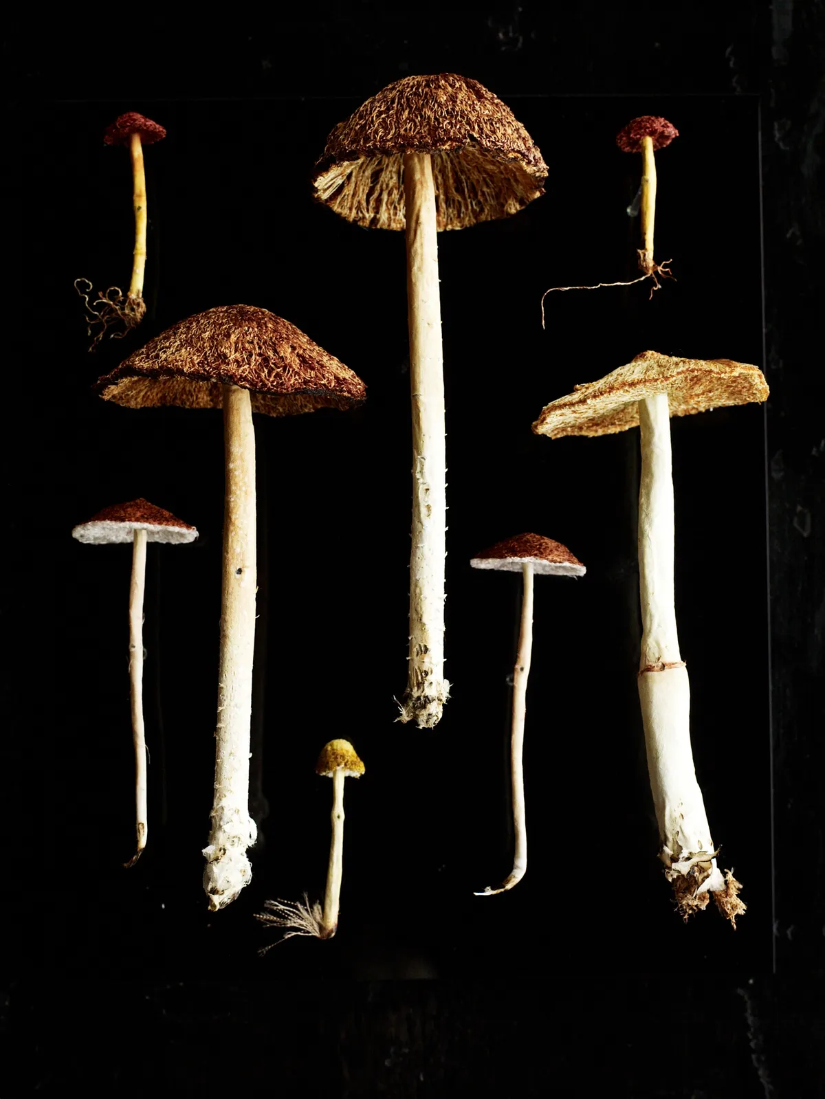 Amanda Cobbett's embroidered fungi