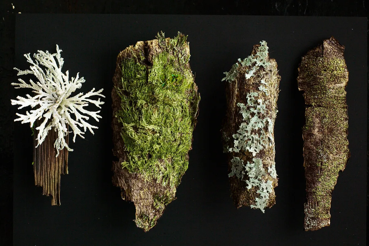 Amanda also enjoys making pieces based on the bark, moss and lichen she finds in the forest. Here we see, from left, lichen Pseudevernia furfuracea, creeping feather-moss (Amblystegium serpens) and lichen Hypogymnia physodes.