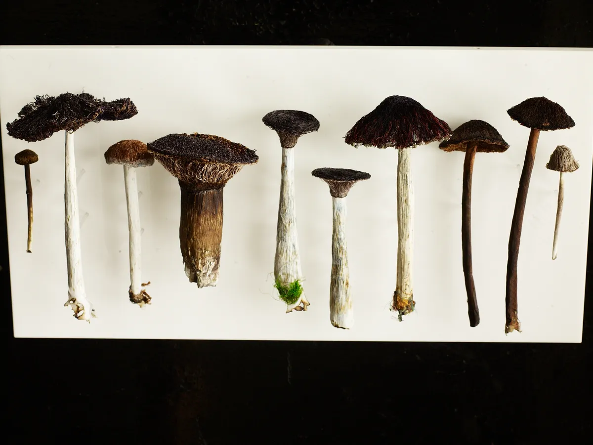 Amanda Cobbett's mushroom artworks