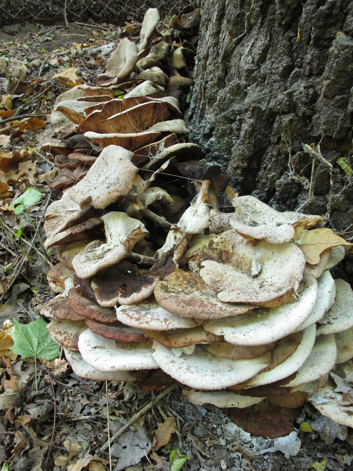 Decaying honey fungus (Armillaria species) on oak tree (Quercus species)