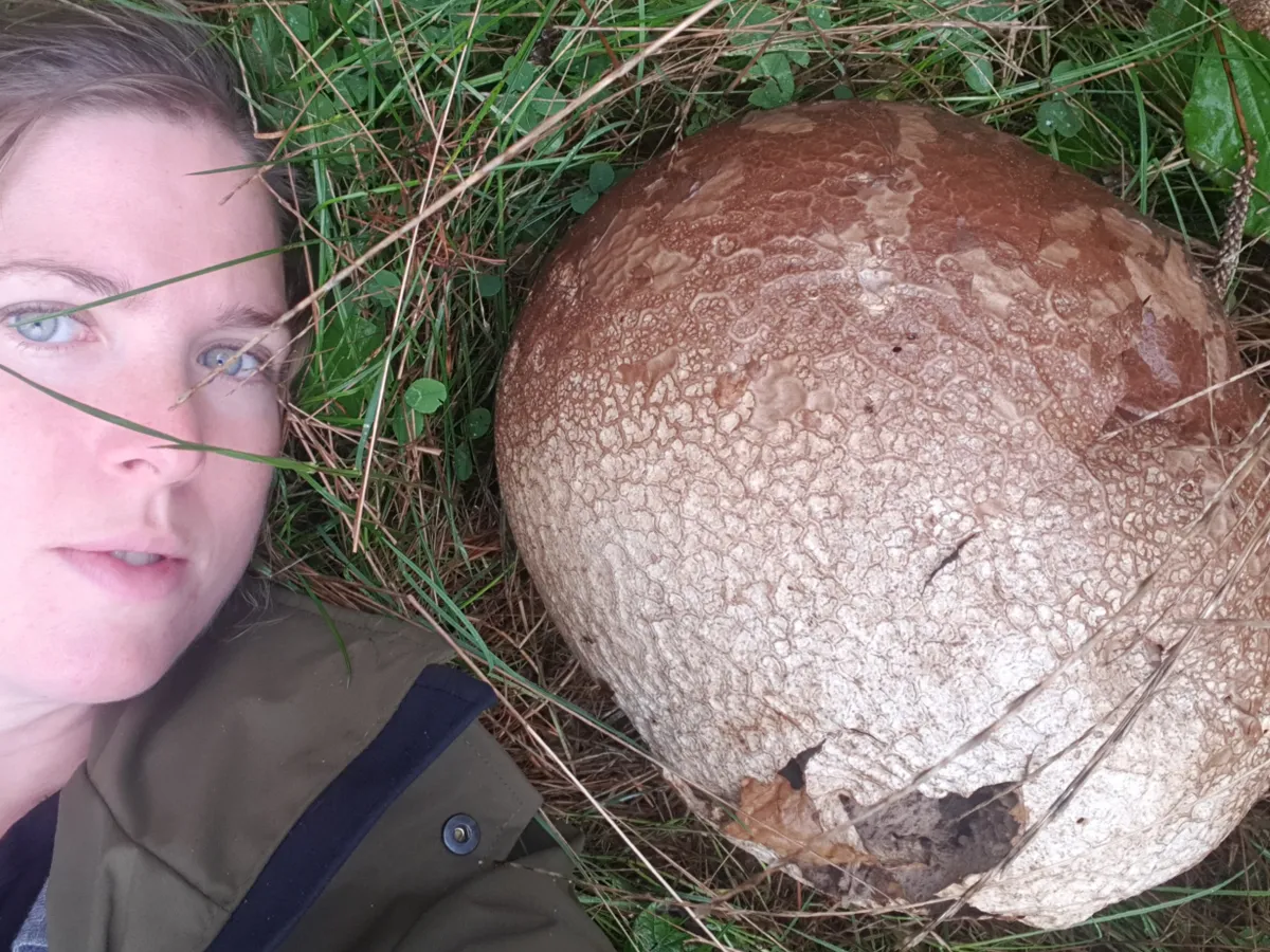 Gigantic puffball fungus