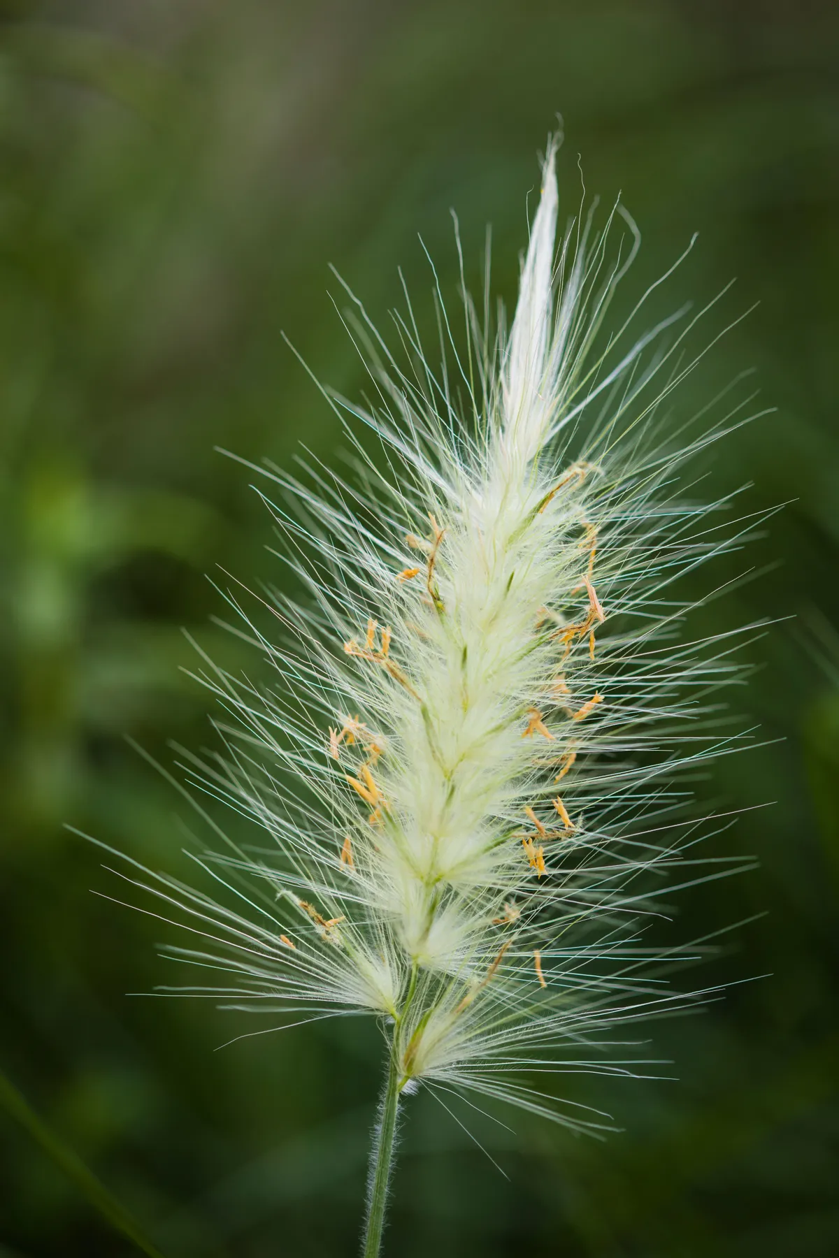 Pennisetum villosum 