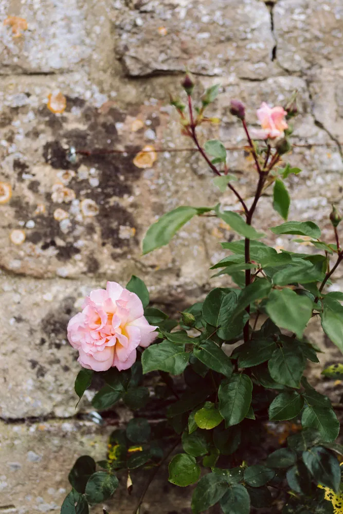 ragrant, pale-pink, apricot-flushed climbing rose