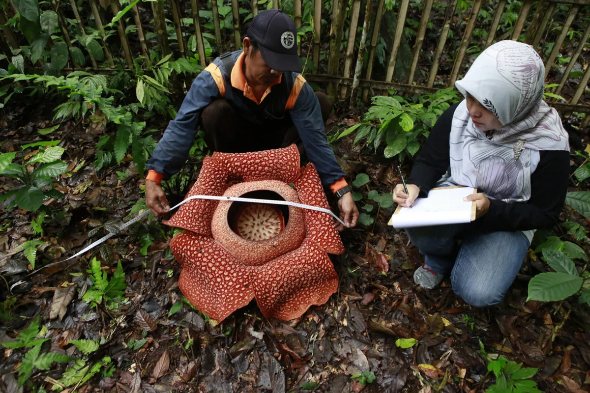 Officers controlling forest of Bukit Barisan Selatan National Park were seen observing the Rafflesia flower