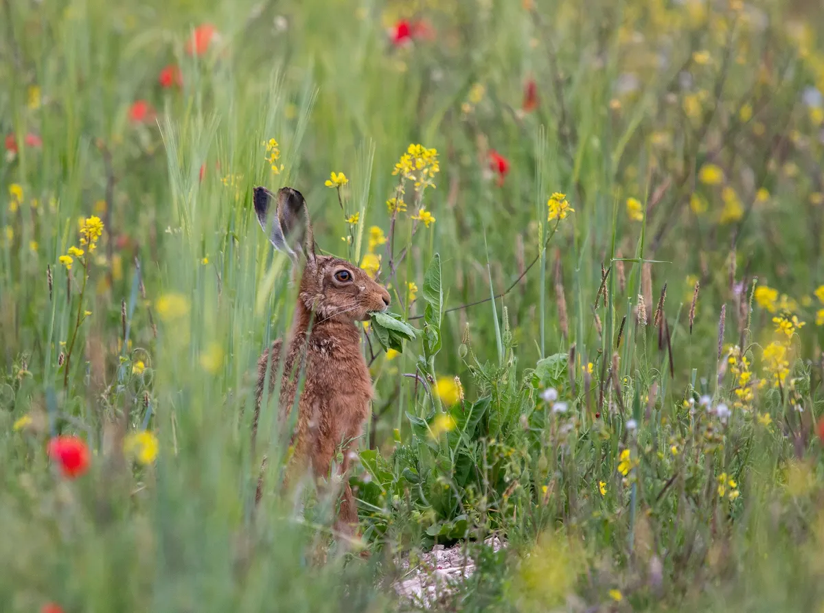 Hare in wildflower margin by Adam Huttly - wildlife WINNER